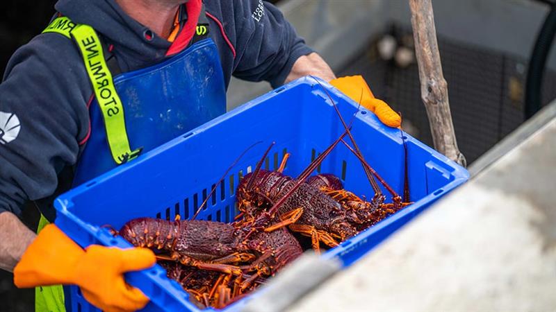 China Resumes Live Rock Lobster Imports from Australia